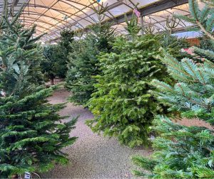 Read more about the article How to care for your real Christmas tree