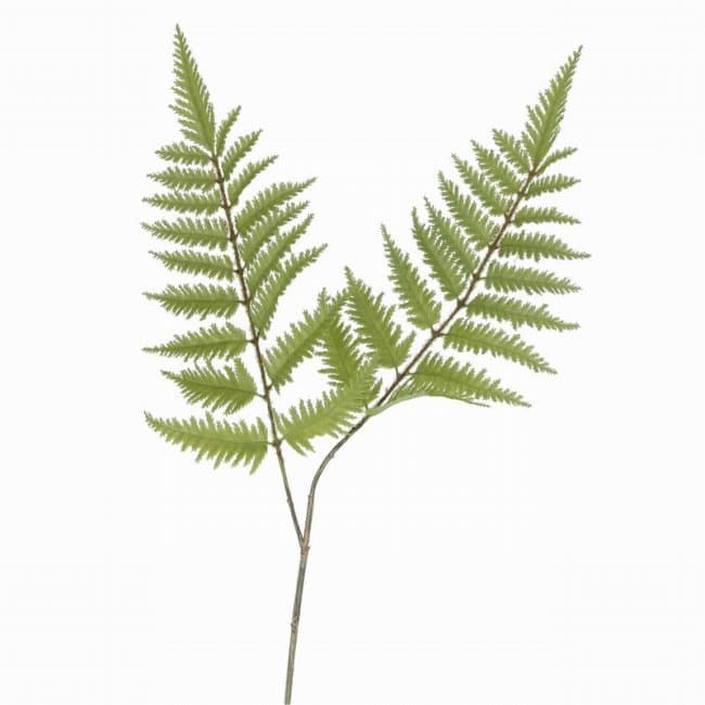 Fern Spray