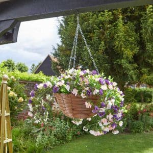 Petunias Hanging Basket 30 cm