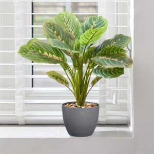 Prayer Plant 35 cm