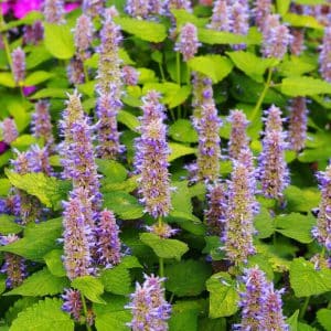 Hyssop Pink 9Cm Herb