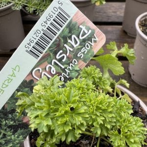 Parsley Moss Curled 9Cm Herb