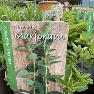 Marjoram Compact 9Cm Herb