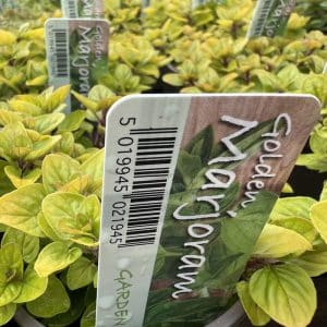 Marjoram Golden 9Cm Herb