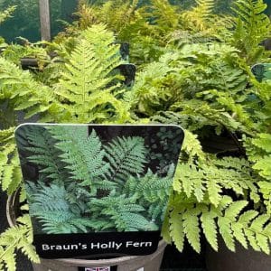 Fern Evergreen Brauns Holly 1L