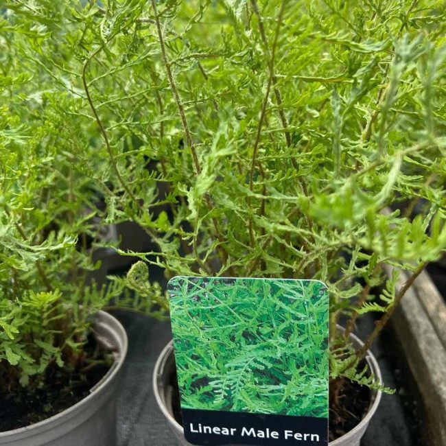 Fern Linear Male (evergreen) 2L