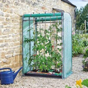 Tomato GroZone Max – Double Sided