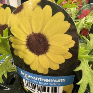 ARGYRANTH Grandaisy Bright Yellow