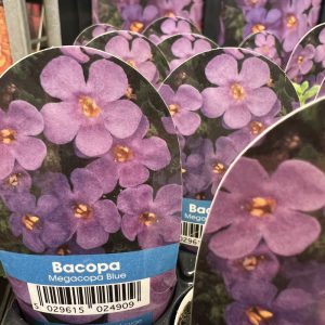 BACOPA Megacopa Blue