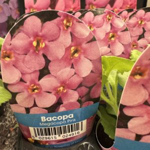 BACOPA Megacopa Pink