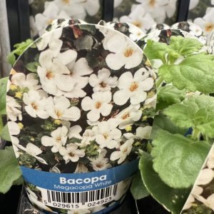 BACOPA Megacopa White