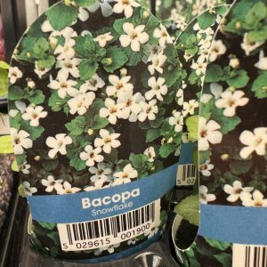 BACOPA Snowflake