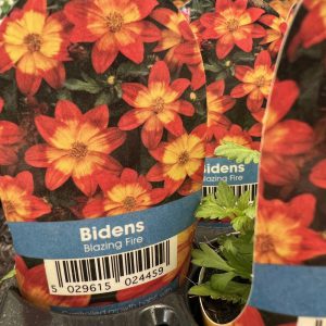 BIDENS Blazing Fire