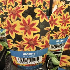 BIDENS Blazing Star