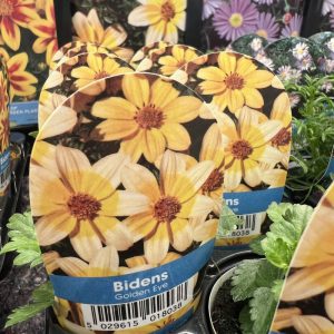 BIDENS Golden Eye