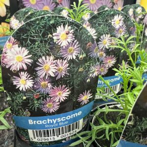 BRACHYSCOME Royal Blue