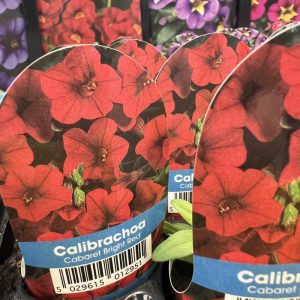 CALIBR Cabaret Bright Red