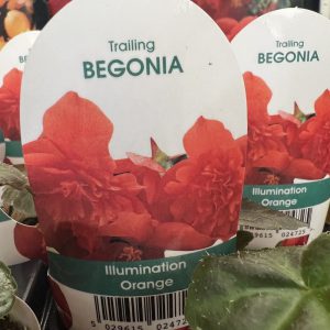 BEGONIA Illumination Orange