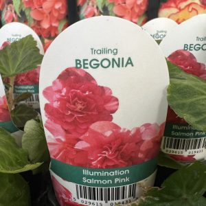 BEGONIA Illumination Salmon Pink