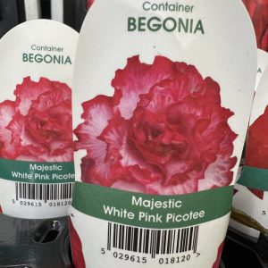 BEGONIA Majestic White Pink Picotee