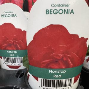 BEGONIA Nonstop Deep Red