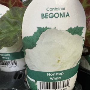 BEGONIA Nonstop White