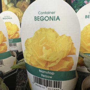 BEGONIA Nonstop Yellow