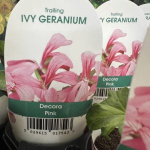 IVY GERANIUM Decora Pink