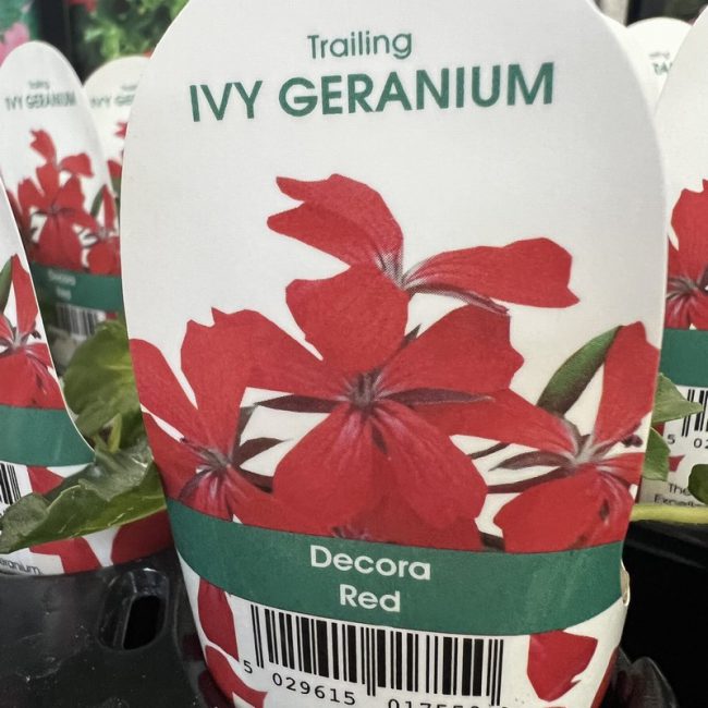 IVY GERANIUM Decora Red