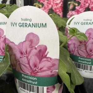 IVY GERANIUM Precision Amethyst