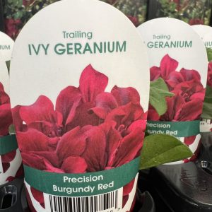 IVY GERANIUM Precision Burgundy Red