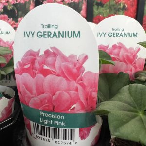 IVY GERANIUM Precision Light Pink