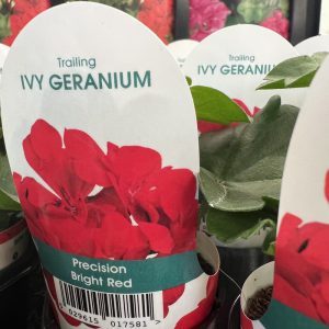 IVY GERANIUM Precision Red Bright