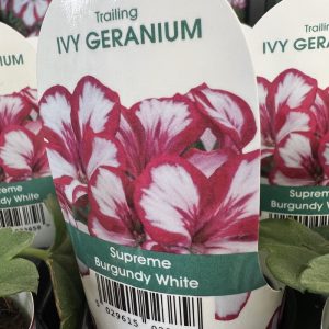 IVY GERANIUM Supreme Burgundy White