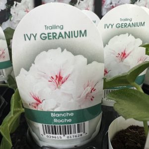 IVY GERANIUM guillou Blanche Roche