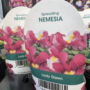 NEMESIA Lady Dawn