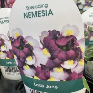 NEMESIA Lady Jane