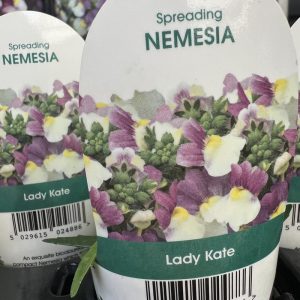 NEMESIA Lady Kate