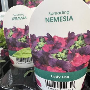 NEMESIA Lady Lisa