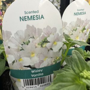 NEMESIA Wisley Vanilla