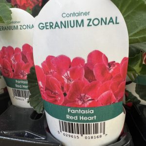 ZONAL GERANIUM Fantasia Red Heart