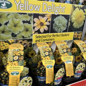 Collections – Yellows