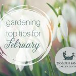 Gardening Top Tips For February