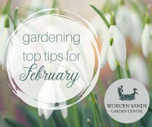 Read more about the article Gardening Top Tips For February