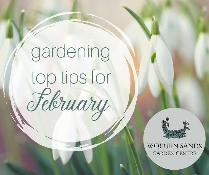 You are currently viewing Gardening Top Tips For February