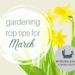 Gardening Top Tips For March