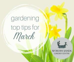 Read more about the article Gardening Top Tips For March