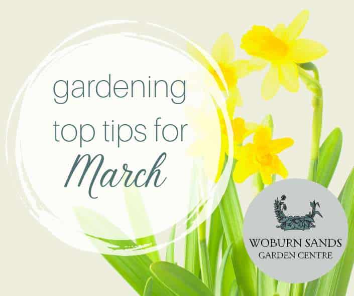 You are currently viewing Gardening Top Tips For March