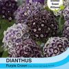 Dianthus Purple Crown