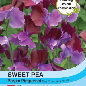 Sweet Pea Purple Pimpernel